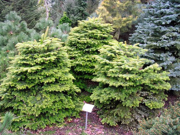 Abies nordmanniana 
